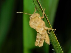 Abisares viridipennis
