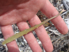 Microseris scapigera