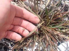 Microseris scapigera