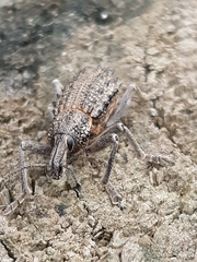 Leptopius duponti