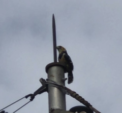 Trachyphonus vaillantii