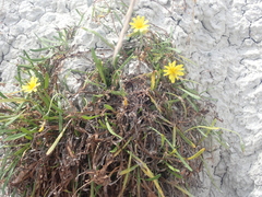 Microseris scapigera