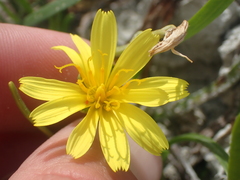 Microseris scapigera