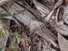 Dichromodes indicataria