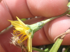 Microseris scapigera