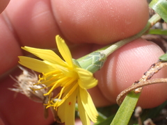 Microseris scapigera