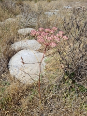 Annesorhiza macrocarpa