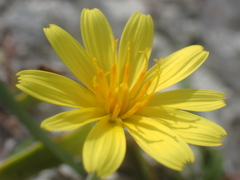 Microseris scapigera