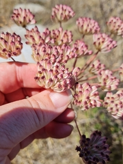Annesorhiza macrocarpa