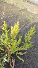 Rumex trisetifer