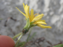 Microseris scapigera