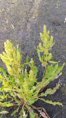 Rumex trisetifer