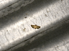Salbia flabellalis