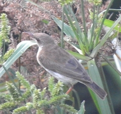 Ramsayornis modestus