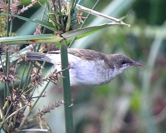 Ramsayornis modestus