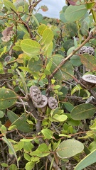 Eucalyptus preissiana