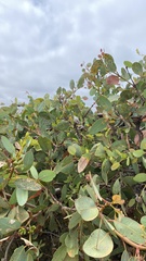 Eucalyptus preissiana