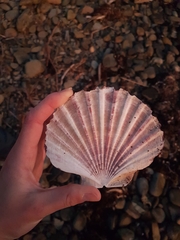 Pecten fumatus