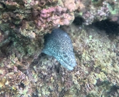 Gymnothorax pictus