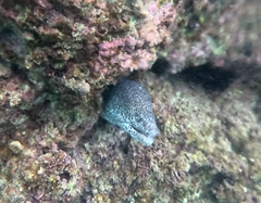 Gymnothorax pictus