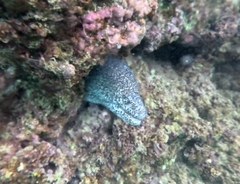Gymnothorax pictus