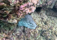 Gymnothorax pictus