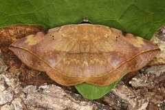 Hypopyra