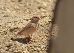 Bucanetes githagineus