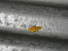 Polygrammodes eleuata