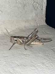 Cyrtacanthacris tatarica