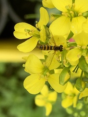 Sphaerophoria macrogaster