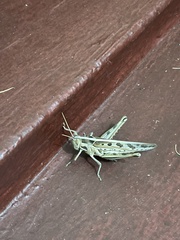 Cyrtacanthacris tatarica