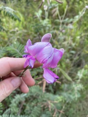 Tephrosia grandiflora