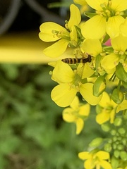 Sphaerophoria macrogaster