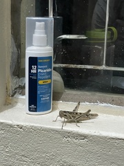 Cyrtacanthacris tatarica