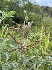 Tephrosia grandiflora