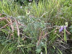 Tephrosia grandiflora