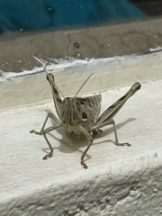 Cyrtacanthacris tatarica