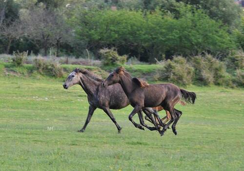 Horse