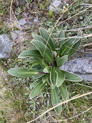Celmisia verbascifolia