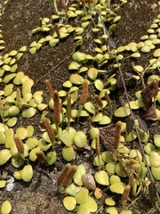 Lemmaphyllum microphyllum