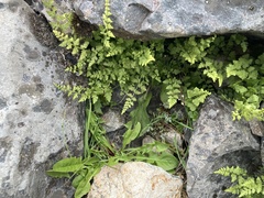 Cystopteris tasmanica
