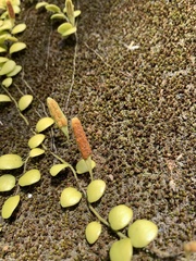 Lemmaphyllum microphyllum