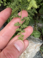 Cystopteris tasmanica