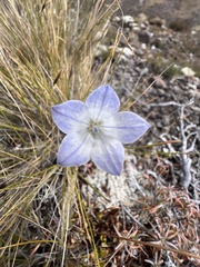 Wahlenbergia pygmaea