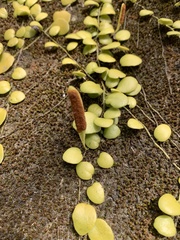 Lemmaphyllum microphyllum