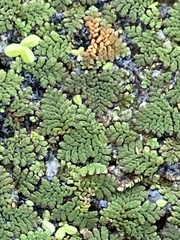 Azolla pinnata