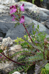 Pedicularis