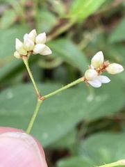 Persicaria strigosa