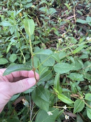 Persicaria strigosa